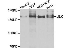 Western blot analysis of extracts of various cell lines, using ULk1 antibody (ABIN5996327) at 1/1000 dilution. (ULK1 antibody)
