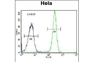 Flow cytometric analysis of Hela cells (right histogram) compared to a negative control cell (left histogram). (HYAL2 antibody  (C-Term))