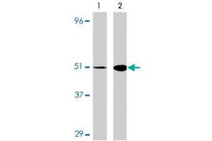 Western blot analysis of IRF7 in 293 cell lysate with IRF7 polyclonal antibody at (A) 0. (IRF7 antibody  (C-Term))
