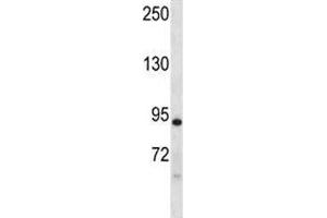 Dclk1 antibody western blot analysis in mouse liver tissue lysate. (DCLK1 antibody  (AA 153-181))