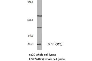 Western blot (WB) analysis of HSP27 antibody in extracts from sp20 cells.