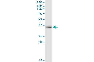 DCAF8 antibody  (AA 1-273)