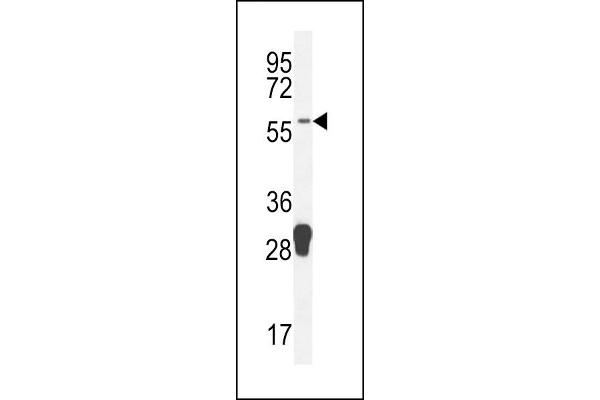 MOCS1 antibody  (C-Term)
