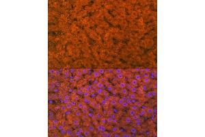 Immunofluorescence analysis of rat liver using RBP4 Rabbit mAb (ABIN7269951) at dilution of 1:100 (40x lens). (RBP4 antibody)