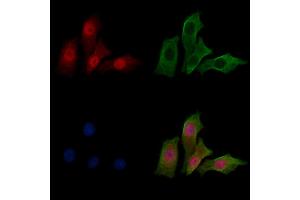 ABIN7094272 and ABIN7098319 staining HepG2 cells by IF/ICC. (HEATR2 antibody  (Internal Region))