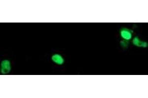 Image no. 10 for anti-Polymerase (RNA) III (DNA Directed) Polypeptide C (62kD) (POLR3C) antibody (ABIN1500340) (POLR3C antibody)