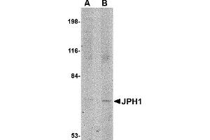 Western Blotting (WB) image for anti-Junctophilin 1 (JPH1) (C-Term) antibody (ABIN1030458) (Junctophilin 1 antibody  (C-Term))