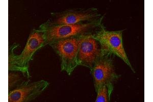 Indirect immunostaining of mouse 3T3 fibroblasts with anti-GOSR1 (dilution 1 : 100; red) and mouse anti-α-tubulin (ABIN1742547, dilution 1 : 500; green).