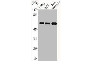 Western Blot analysis of LOVO NIH-3T3 RAT-MUSCLE cells using HSP60 Polyclonal Antibody (HSPD1 antibody  (C-Term))