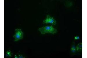 Anti-FRK mouse monoclonal antibody (ABIN2453819) immunofluorescent staining of COS7 cells transiently transfected by pCMV6-ENTRY FRK (RC204460). (FRK antibody)
