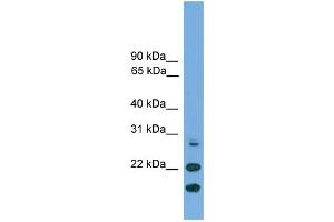 WB Suggested Anti-ASF1A Antibody Titration: 0.