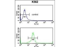 EIF4A2 Antibody (C-term) (ABIN653137 and ABIN2842713) flow cytometry analysis of K562 cells (bottom histogram) compared to a negative control cell (top histogram). (EIF4A2 antibody  (C-Term))