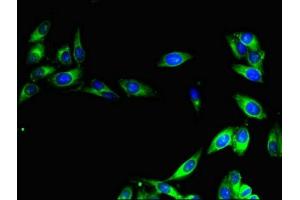 Immunofluorescent analysis of Hela cells using ABIN7147222 at dilution of 1:100 and Alexa Fluor 488-congugated AffiniPure Goat Anti-Rabbit IgG(H+L) (CISD2 antibody  (AA 61-135))