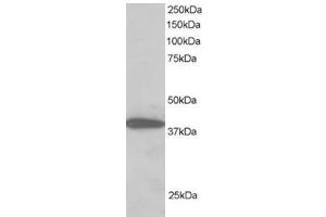 Image no. 1 for anti-Protein Phosphatase 1, Regulatory Subunit 8 (PPP1R8) (C-Term) antibody (ABIN374344)