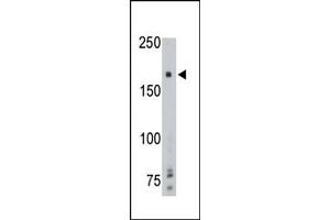 PTPRG antibody  (AA 751-782)