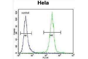 COCH Antibody (Center) flow cytometric analysis of Hela cells (right histogram) compared to a negative control cell (left histogram). (COCH antibody  (Middle Region))