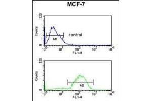 HSD11B2 Antibody (Center) (ABIN653721 and ABIN2843030) flow cytometric analysis of MCF-7 cells (bottom histogram) compared to a negative control cell (top histogram). (HSD11B2 antibody  (AA 277-306))