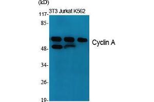 Western Blot (WB) analysis of specific cells using Cyclin A Polyclonal Antibody.