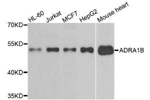 Western blot analysis of extracts of various cell lines, using ADRA1B antibody. (ADRA1B antibody)
