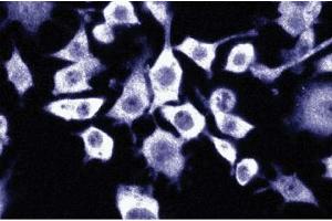 Immunofluorescence staining of mouse macrophages. (NAT1 antibody  (AA 672-830))