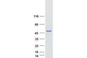 Cell Growth Regulator with EF-Hand Domain 1 (CGREF1) protein (Myc-DYKDDDDK Tag)