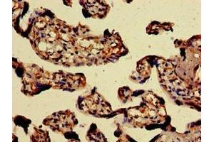 Immunohistochemistry of paraffin-embedded human placenta tissue using ABIN7154198 at dilution of 1:100 (PAEP antibody  (AA 19-180))
