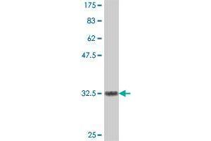 Western Blot detection against Immunogen (36. (TRIM34 antibody  (AA 325-415))