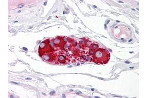 Human Small Intestine, Submucosal Plexus: Formalin-Fixed, Paraffin-Embedded (FFPE) (RAD51AP1 antibody)