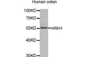Western blot analysis of extracts of human colon, using HRH1 antibody (ABIN1873083). (HRH1 antibody)