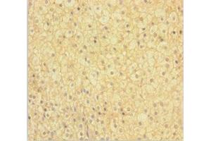Immunohistochemistry of paraffin-embedded human adrenal gland tissue using ABIN7165861 at dilution of 1:100 (NIPSNAP3B antibody  (AA 1-247))