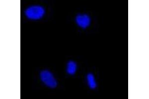 Immunofluorescence (IF) image for anti-Glutamate-Rich WD Repeat Containing 1 (GRWD1) (full length) antibody (ABIN2451991) (GRWD1 antibody  (full length))