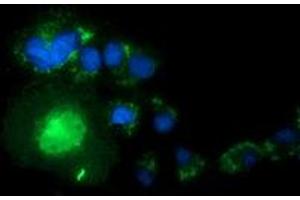 Anti-SNTA1 mouse monoclonal antibody (ABIN2453657) immunofluorescent staining of COS7 cells transiently transfected by pCMV6-ENTRY SNTA1 (RC204480). (SNTA1 antibody)