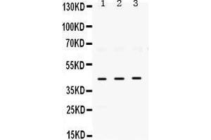Western Blotting (WB) image for anti-ELAV (Embryonic Lethal, Abnormal Vision, Drosophila)-Like 4 (Hu Antigen D) (ELAVL4) (AA 8-45), (N-Term) antibody (ABIN3043372) (ELAVL4 antibody  (N-Term))