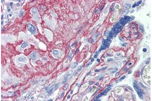 Anti-Collagen IV antibody IHC staining of human placenta. (Collagen IV antibody)