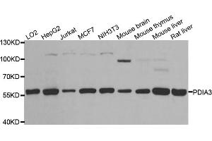 Western blot analysis of extracts of various cell lines, using PDIA3 antibody (ABIN5970443) at 1/1000 dilution. (PDIA3 antibody)