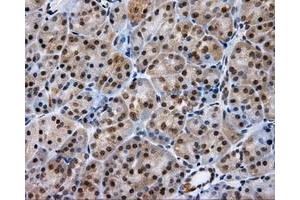 Image no. 3 for anti-Lipase, Endothelial (LIPG) antibody (ABIN1499165)