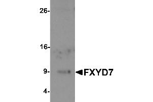 Western blot analysis of FXYD7 in human lung tissue lysate with FXYD7 antibody at 1 µg/mL.
