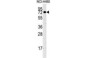 Western blot analysis of anti-CASC3 Antibody in NCI-H460 cell line lysates (35 µg/lane). (CASC3 antibody  (Tyr181))