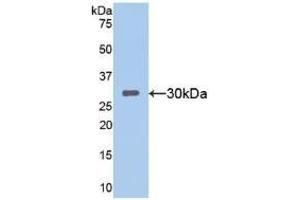 Western blot analysis of recombinant Mouse SIRT1. (SIRT1 antibody  (AA 236-490))
