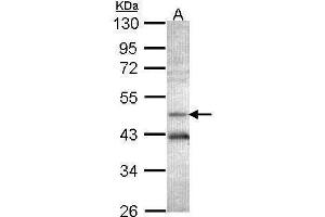 WB Image Sample (30 ug of whole cell lysate) A: Hep G2 , 7. (AHCY antibody)