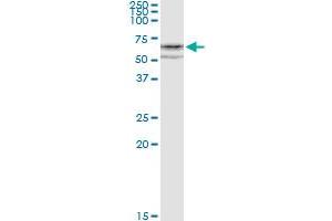 Immunoprecipitation of CYP1A1 transfected lysate using anti-CYP1A1 MaxPab rabbit polyclonal antibody and Protein A Magnetic Bead , and immunoblotted with CYP1A1 purified MaxPab mouse polyclonal antibody (B01P) . (CYP1A1 antibody  (AA 1-512))