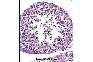 STAT4 Antibody (C-term) (ABIN657644 and ABIN2846639) immunohistochemistry analysis in formalin fixed and paraffin embedded human testis tissue followed by peroxidase conjugation of the secondary antibody and DAB staining. (STAT4 antibody  (C-Term))