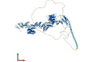 AlphaFold protein structure predicition of Human Recombinant CTR9 Protein, UniprotID Q6PD62 (CTR9 Protein (AA 1-1173) (His tag))