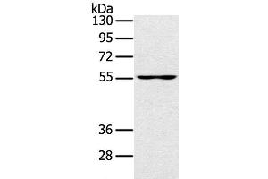 Western Blot analysis of PC3 cell using UBP1 Polyclonal Antibody at dilution of 1:200 (UBP1 antibody)
