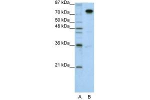 SFPQ antibody used at 1. (SFPQ antibody)
