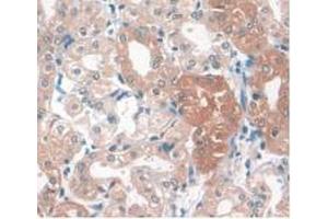 IHC-P analysis of Human Kidney Tissue, with DAB staining. (APOA1 antibody  (AA 122-267))