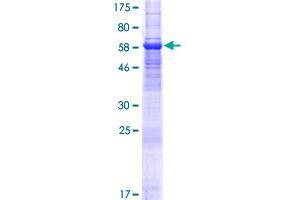 TMEM30A Protein (AA 1-361) (GST tag)
