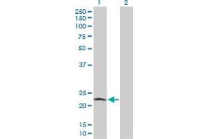 Western Blot analysis of POLR2L expression in transfected 293T cell line by POLR2L MaxPab polyclonal antibody. (POLR2L antibody  (AA 1-67))