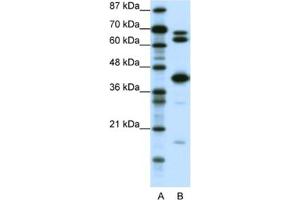 Western Blotting (WB) image for anti-E2F Transcription Factor 2 (E2F2) antibody (ABIN2460253) (E2F2 antibody)