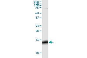 GNG3 monoclonal antibody (M01), clone 1E10-1B5. (GNG3 antibody  (AA 1-75))